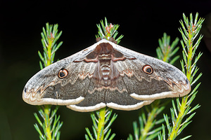 Saturnia pyri (Saturniidae)  - Grand Paon de nuit - Great Peacock Moth Hautes-Alpes [France] 03/06/2016 - 1140m