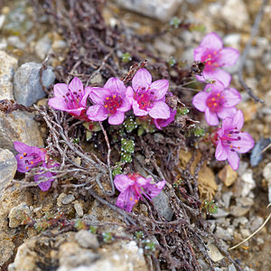 Saxifraga oppositifolia (Saxifragaceae)  - Saxifrage à feuilles opposées, Saxifrage glanduleuse - Purple Saxifrage Savoie [France] 04/06/2016 - 2370m