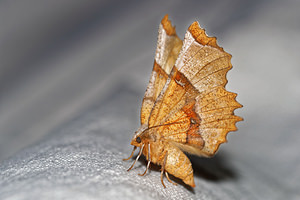 Selenia lunularia (Geometridae)  - Ennomos lunaire , Croissant - Lunar Thorn Hautes-Alpes [France] 03/06/2016 - 1140m