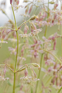 Silene nutans (Caryophyllaceae)  - Silène penché - Nottingham Catchfly Hautes-Alpes [France] 01/06/2016 - 1080m