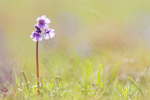 Soldanella alpina Soldanelle des Alpes