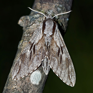 Sphinx pinastri Sphinx du Pin Pine Hawk-moth