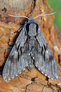 Sphinx pinastri Sphinx du Pin Pine Hawk-moth