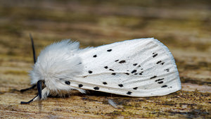 Spilosoma lubricipeda (Erebidae)  - Ecaille tigrée - White Ermine Ardennes [France] 10/06/2016 - 470m