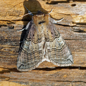 Tethea ocularis (Drepanidae)  - Octogésime Hautes-Alpes [France] 03/06/2016 - 1100m