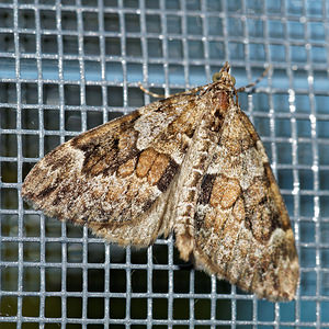 Thera britannica ou variata (Geometridae)  - Corythée Ardennes [France] 10/06/2016 - 470m