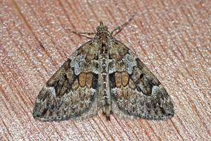 Thera britannica ou variata (Geometridae)  - Corythée Ardennes [France] 10/06/2016 - 470m