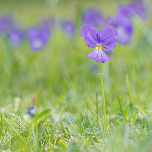 Viola calcarata (Violaceae)  - Violette à éperons, Pensée éperonnée, Pensée des Alpes, Pensée à éperons Hautes-Alpes [France] 02/06/2016 - 1660m