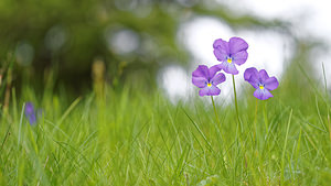 Viola calcarata (Violaceae)  - Violette à éperons, Pensée éperonnée, Pensée des Alpes, Pensée à éperons Hautes-Alpes [France] 02/06/2016 - 1660m