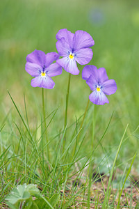 Viola calcarata (Violaceae)  - Violette à éperons, Pensée éperonnée, Pensée des Alpes, Pensée à éperons Hautes-Alpes [France] 02/06/2016 - 1660m