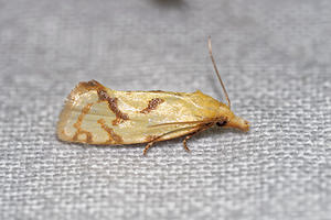 Agapeta hamana (Tortricidae)  Pas-de-Calais [France] 15/07/2016 - 60m