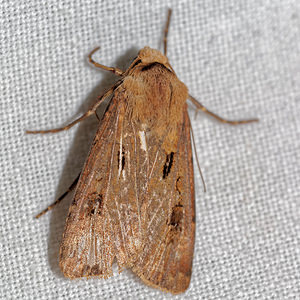 Agrotis exclamationis (Noctuidae)  - Point d'Exclamation - Heart and Dart Pas-de-Calais [France] 15/07/2016 - 60m