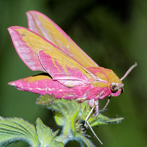 Deilephila elpenor (Sphingidae)  - Grand Sphinx de la Vigne - Elephant Hawk-moth Pas-de-Calais [France] 15/07/2016 - 60m