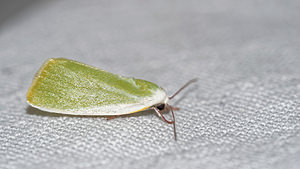 Earias clorana (Nolidae)  - Halias du Saule - Cream-bordered Green Pea Pas-de-Calais [France] 15/07/2016 - 60m