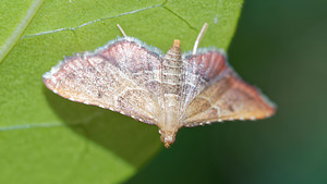 Endotricha flammealis (Pyralidae)  - Asopie flamme Nord [France] 10/07/2016 - 40m