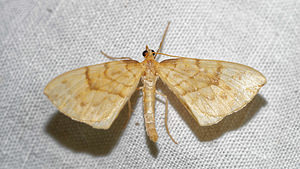 Gandaritis pyraliata (Geometridae)  Pas-de-Calais [France] 15/07/2016 - 60m