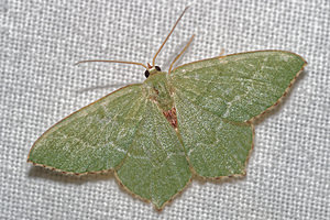 Hemithea aestivaria (Geometridae)  - Phalène sillonnée - Common Emerald Pas-de-Calais [France] 15/07/2016 - 60m