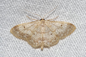 Idaea biselata (Geometridae)  - Truie - Small Fan-footed Wave Pas-de-Calais [France] 15/07/2016 - 60m