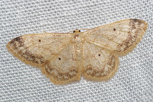 Idaea biselata (Geometridae)  - Truie - Small Fan-footed Wave Pas-de-Calais [France] 16/07/2016 - 60m