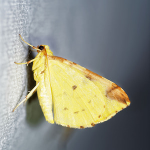 Opisthograptis luteolata (Geometridae)  - Citronnelle rouillée - Brimstone Moth Pas-de-Calais [France] 15/07/2016 - 60m
