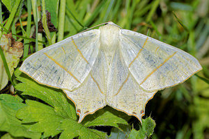 Ourapteryx sambucaria (Geometridae)  - Phalène du Sureau - Swallow-tailed Moth Pas-de-Calais [France] 15/07/2016 - 60m