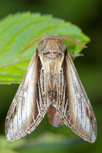 Pheosia tremula (Notodontidae)  - Porcelaine - Swallow Prominent Pas-de-Calais [France] 15/07/2016 - 60m