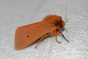 Phragmatobia fuliginosa (Erebidae)  - Ecaille cramoisie Pas-de-Calais [France] 15/07/2016 - 60m