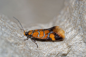 Promalactis procerella (Oecophoridae)  Pas-de-Calais [France] 16/07/2016 - 60m