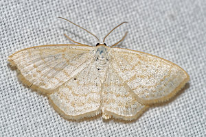 Scopula immutata (Geometridae)  - Acidalie des pâturages - Lesser Cream Wave Pas-de-Calais [France] 15/07/2016 - 60m