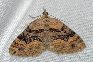 Xanthorhoe quadrifasiata (Geometridae)  - Phalène quadrifasciée - Large Twin-spot Carpet Pas-de-Calais [France] 15/07/2016 - 60m