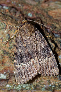 Amphipyra pyramidea (Noctuidae)  - Pyramide - Copper Underwing Pas-de-Calais [France] 27/08/2016 - 90m