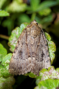 Amphipyra pyramidea (Noctuidae)  - Pyramide - Copper Underwing Pas-de-Calais [France] 29/08/2016 - 60m