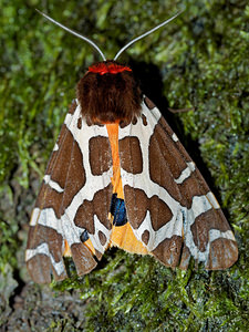 Arctia caja (Erebidae)  - Ecaille Martre, Hérissonne - Garden Tiger Nord [France] 06/08/2016 - 50m