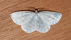 Cabera pusaria (Geometridae)  - Cabère virginale, Délicate - Common White Wave Nord [France] 06/08/2016 - 50m