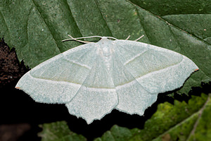 Campaea margaritaria (Geometridae)  - Céladon Pas-de-Calais [France] 27/08/2016 - 80m