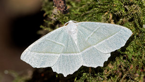 Campaea margaritaria (Geometridae)  - Céladon Pas-de-Calais [France] 27/08/2016 - 90m