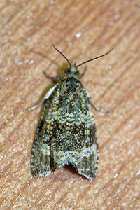 Celypha lacunana (Tortricidae)  Pas-de-Calais [France] 29/08/2016 - 60m