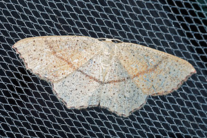 Cyclophora punctaria (Geometridae)  - Ephyre ponctuée, Soutenue - Maiden's Blush Pas-de-Calais [France] 27/08/2016 - 80m