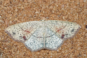 Cyclophora punctaria (Geometridae)  - Ephyre ponctuée, Soutenue - Maiden's Blush Aisne [France] 13/08/2016 - 90m