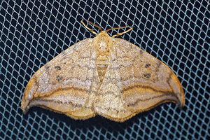 Drepana curvatula (Drepanidae)  - Incurvé - Dusky Hook-tip Pas-de-Calais [France] 27/08/2016 - 80m