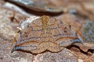 Drepana curvatula (Drepanidae)  - Incurvé - Dusky Hook-tip Aisne [France] 13/08/2016 - 80m