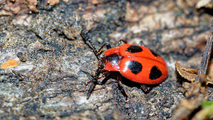 Endomychus coccineus (Endomychidae)  - Endomyche coccinelle, Fausse coccinelle, Endomyque écarlate Pas-de-Calais [France] 27/08/2016 - 80m