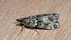 Eudonia mercurella (Crambidae)  Pas-de-Calais [France] 27/08/2016 - 90m