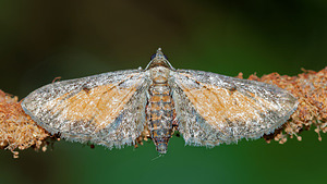 Eupithecia icterata (Geometridae)  - Eupithécie frappée - Tawny-speckled Pug Pas-de-Calais [France] 27/08/2016 - 80m