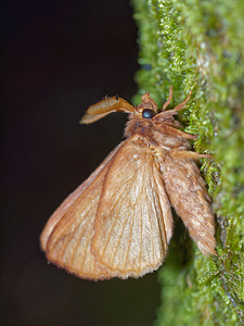 Euthrix potatoria (Lasiocampidae)  - Buveuse - Drinker Nord [France] 06/08/2016 - 50m