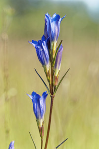 Gentiana pneumonanthe (Gentianaceae)  - Gentiane pneumonanthe, Gentiane des marais, Gentiane pulmonaire des marais - Marsh Gentian Marne [France] 14/08/2016 - 90m