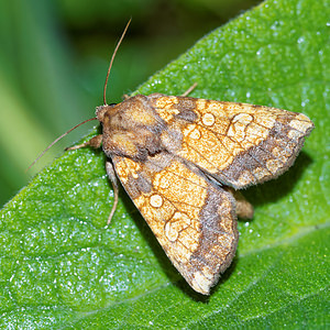 Gortyna flavago (Noctuidae)  - Drap d'Or, Noctuelle des Artichauts - Frosted Orange Pas-de-Calais [France] 29/08/2016 - 60m