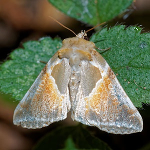 Habrosyne pyritoides (Drepanidae)  - Râtissée - Buff Arches Pas-de-Calais [France] 27/08/2016 - 80m