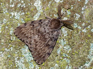 Lymantria dispar (Erebidae)  - Disparate, Spongieuse, Zigzag - Asian gypsy moth, Gypsy Moth Nord [France] 06/08/2016 - 50m