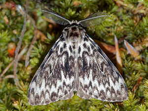 Lymantria monacha (Erebidae)  - Nonne - Black Arches Nord [France] 06/08/2016 - 50m